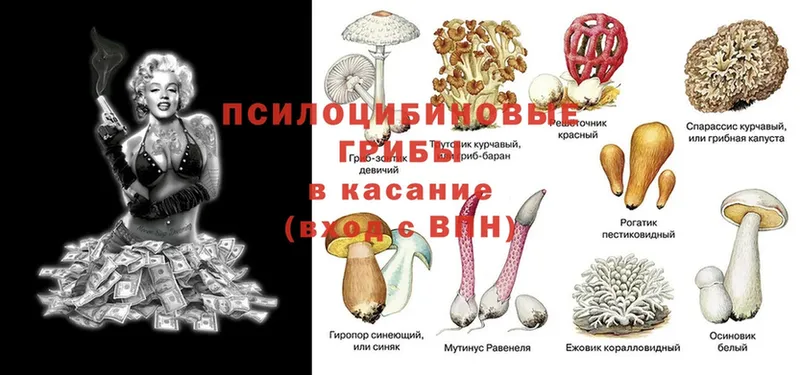 Галлюциногенные грибы MAGIC MUSHROOMS  даркнет сайт  МЕГА зеркало  Красногорск 